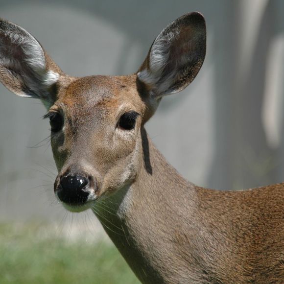 Meet your Posher, Julie - Picture 1 of 1